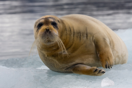 Bearded seal relaxing on floating ice at the Arctic North Pole region of Spitsbergen/Svalbard
