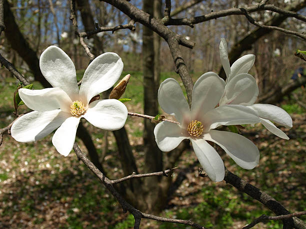 eveil branche avec des fleurs blanches. - vibrant color horizontal japan branch photos et images de collection