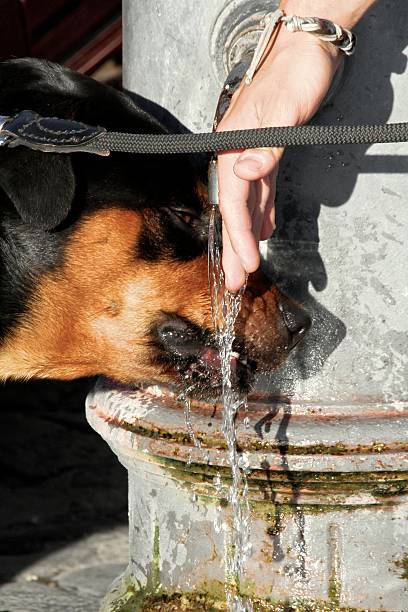 thirsty dog stock photo