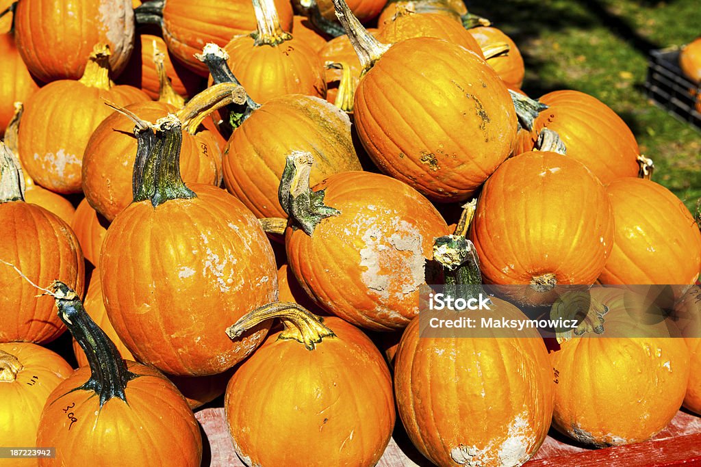 Pumpkins - Foto de stock de Abstracto libre de derechos