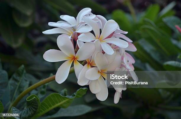 Florecer Blanco Rosa Flores En Sus Árboles Frangipani Foto de stock y más banco de imágenes de Aire libre