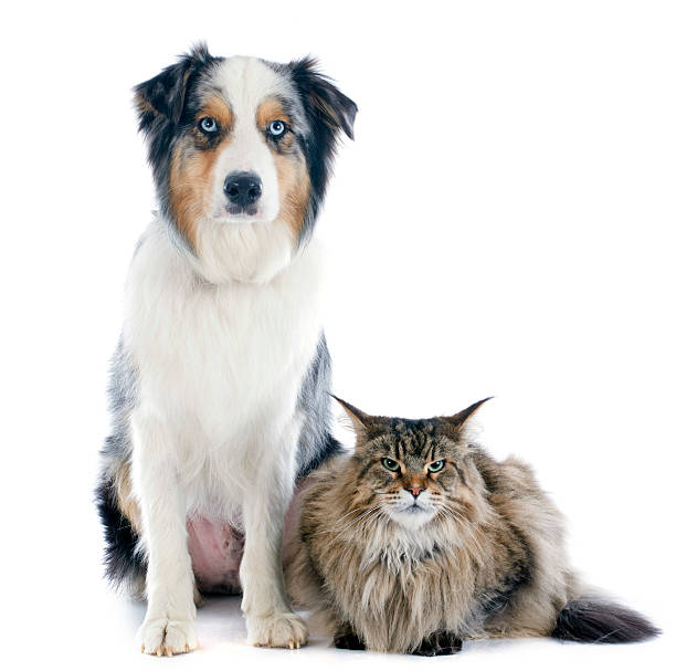 istock australian shepherd and maine coon 187224034