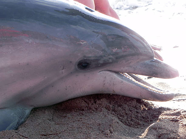 On the dry A stranded dolphin on the Black Sea stranded stock pictures, royalty-free photos & images