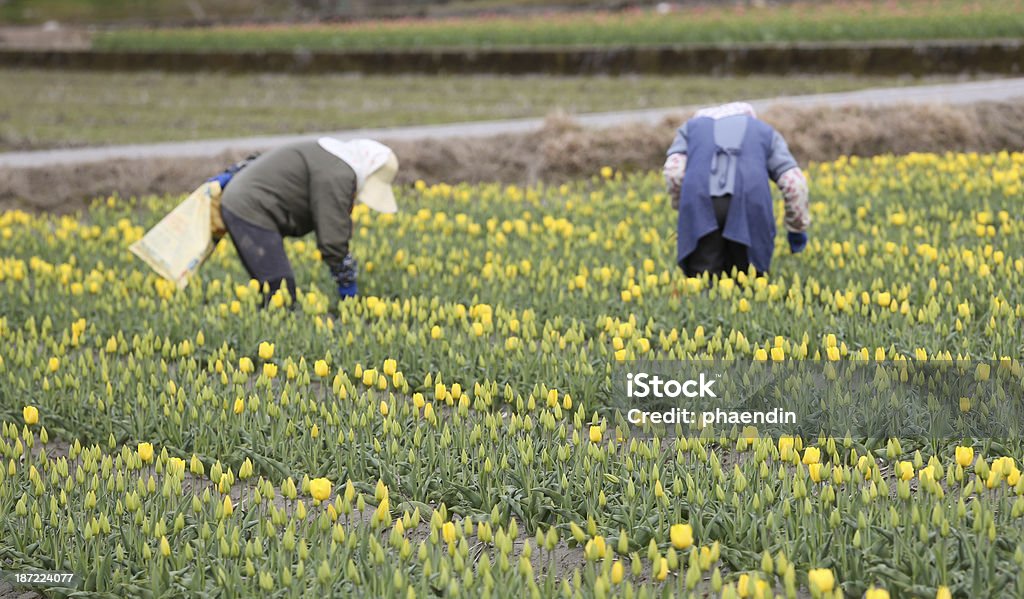 Tulipanes amarillos granja con los agricultores en el fondo - Foto de stock de Agarrar libre de derechos