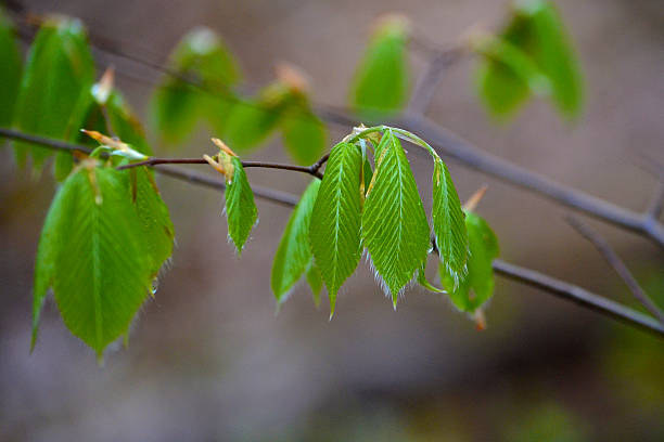 beech tree leaves in den frühling - american beech stock-fotos und bilder