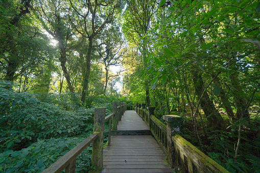 A path leading to the sea