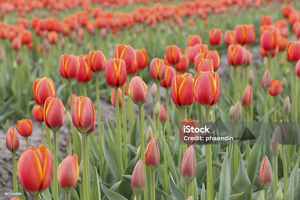 Крупный план красный тюльпан цветы в сельскохозяйственных - Стоковые фото Без людей роялти-фри