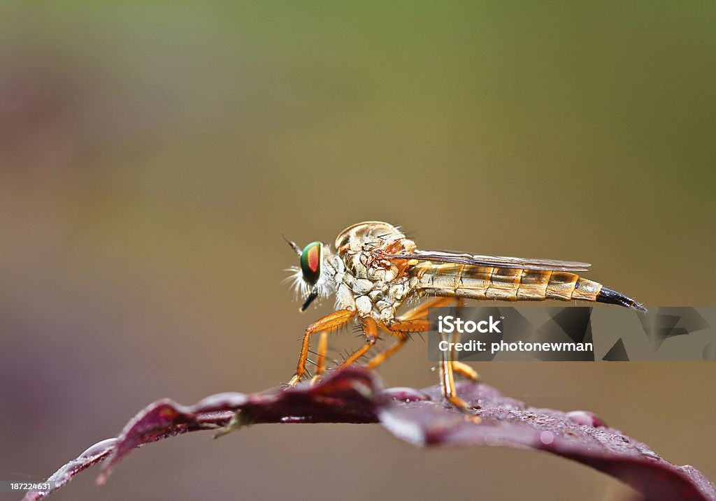 libellula - Foto stock royalty-free di Ambientazione esterna