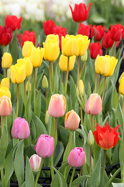 Nahaufnahme bunte Tulpe Blumen – Foto