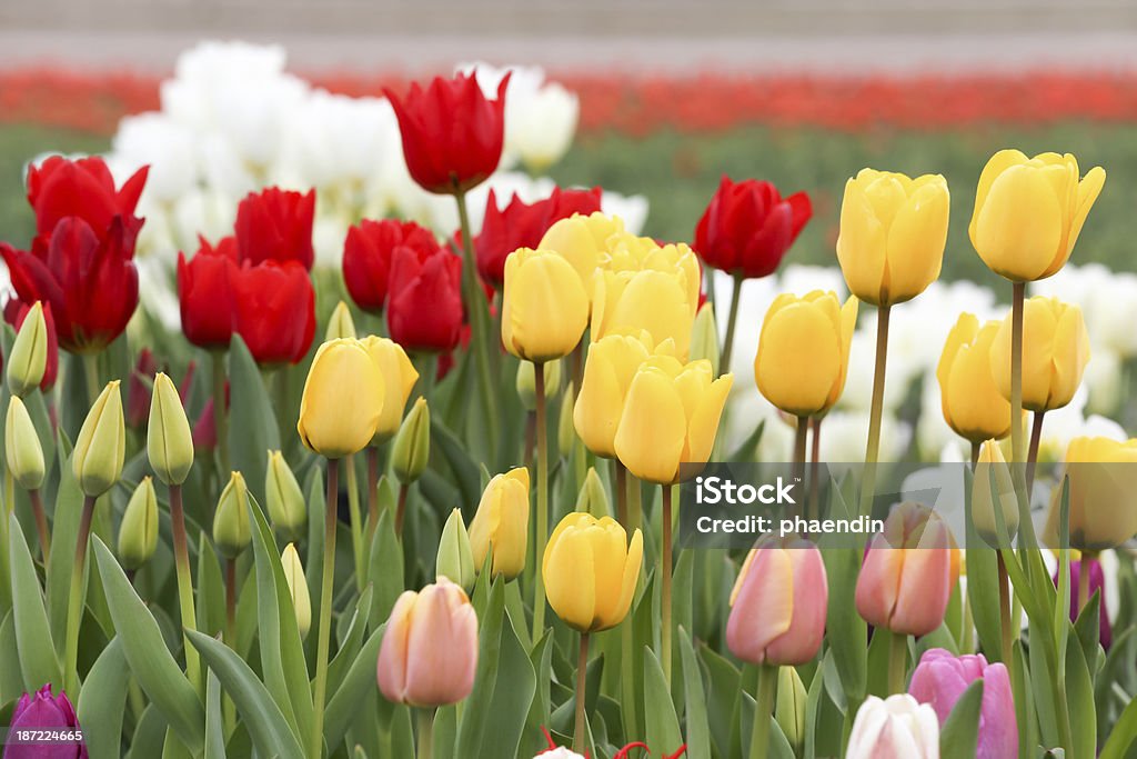 Close-up de tulipas coloridas flores - Foto de stock de Agricultura royalty-free