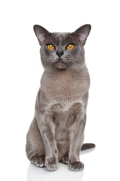 istock Burmese cat portrait 187224798