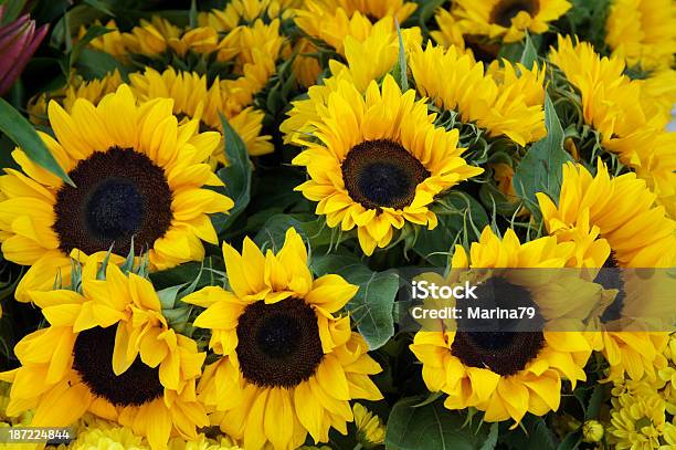 Sunflowers Background Stock Photo - Download Image Now - Agricultural Field, Agriculture, Beauty