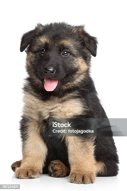 Foto de Inglês Cão Pastor Raças Mistas e mais fotos de stock de 2015 -  2015, Animal, Animal de estimação - iStock