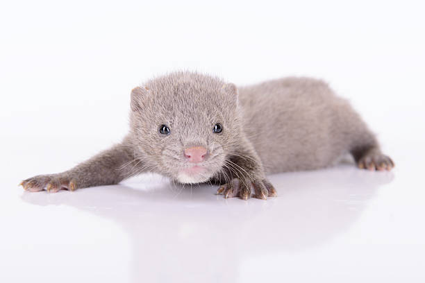istock gray animal mink 187224998