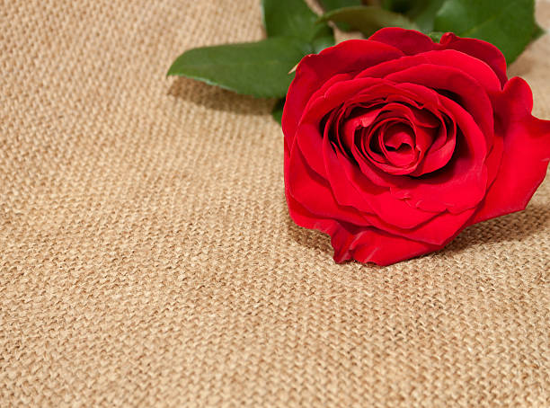 istock Beautiful and vibrant rose on the rough background 187225006