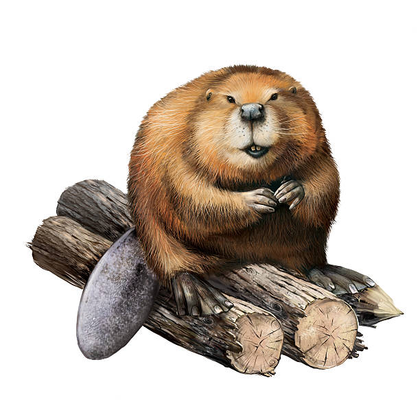 ilustrações de stock, clip art, desenhos animados e ícones de castor - nutria rodent beaver water