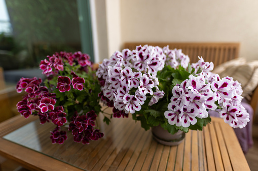 Potted geraniums in the pots on a wooden balcony table