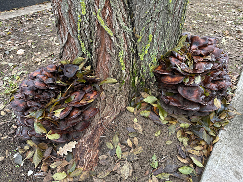 Brown mushrooms next to a large tree