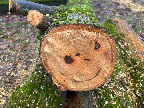 Cut-out tree in the woods with smile winter time