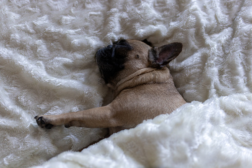 Cute French Bulldog sleeping in a bed