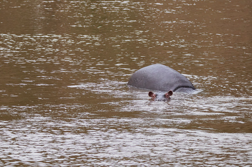 Photo of an hippopotamus swimming in the Mara River in Kenya, África.