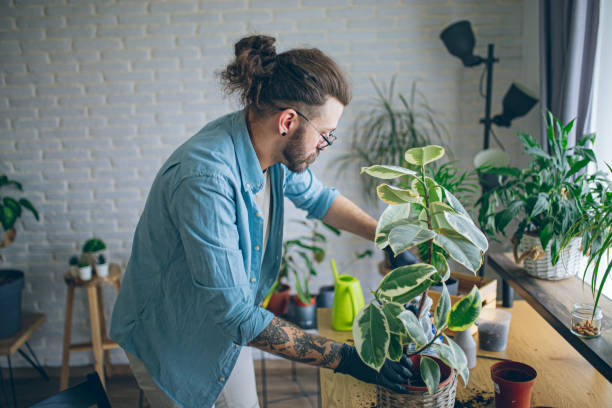 istock Man caring for his indoor plants 1872269154