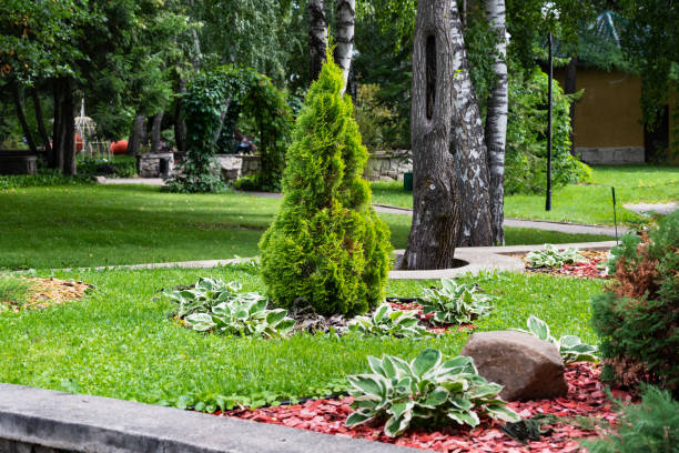 istock White Cedar Tree Thuja in a small garden. Two Arborvitae Emerald as an accent in the garden design. Sunny summer day 1872271483