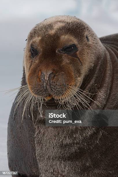 Photo libre de droit de Bartrobbe Phoque Barbu Svalbard Norvège Portrait banque d'images et plus d'images libres de droit de Animaux à l'état sauvage