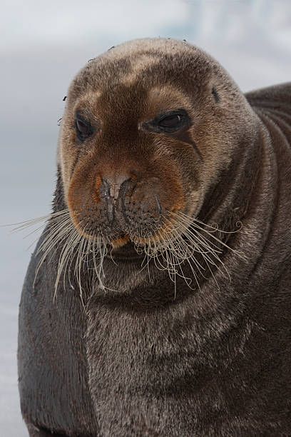 istock Bartrobbe, bearded seal (Erignathus barbatus) - Svalbard, Norway,  Portrait 187227261