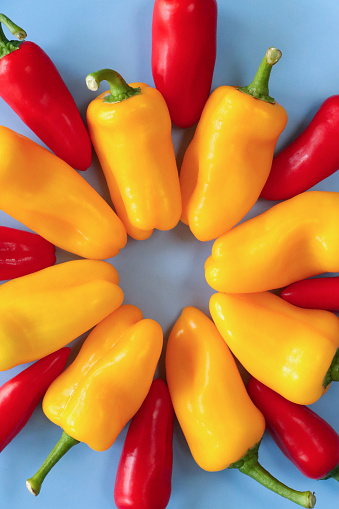 Stock photo showing close-up, elevated view of ring of alternating red and yellow mini peppers (Capsicum annuum) on blue background, modern minimalist poster wallpaper background design.