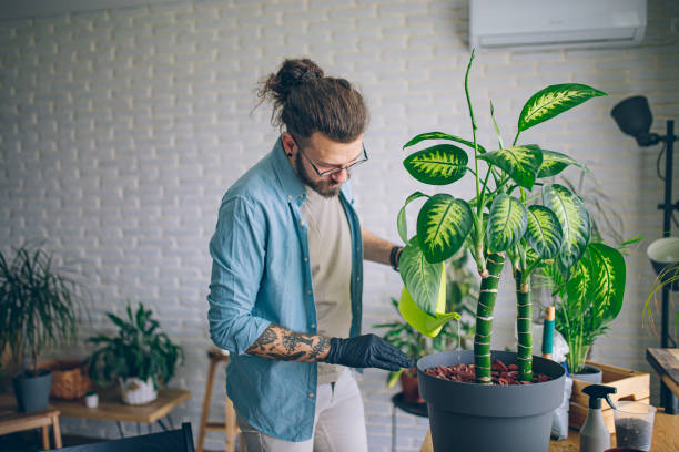 istock Man caring for his indoor plants 1872273297