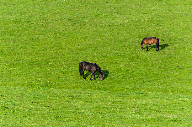 istock Two horses eating at the pasture 187227346