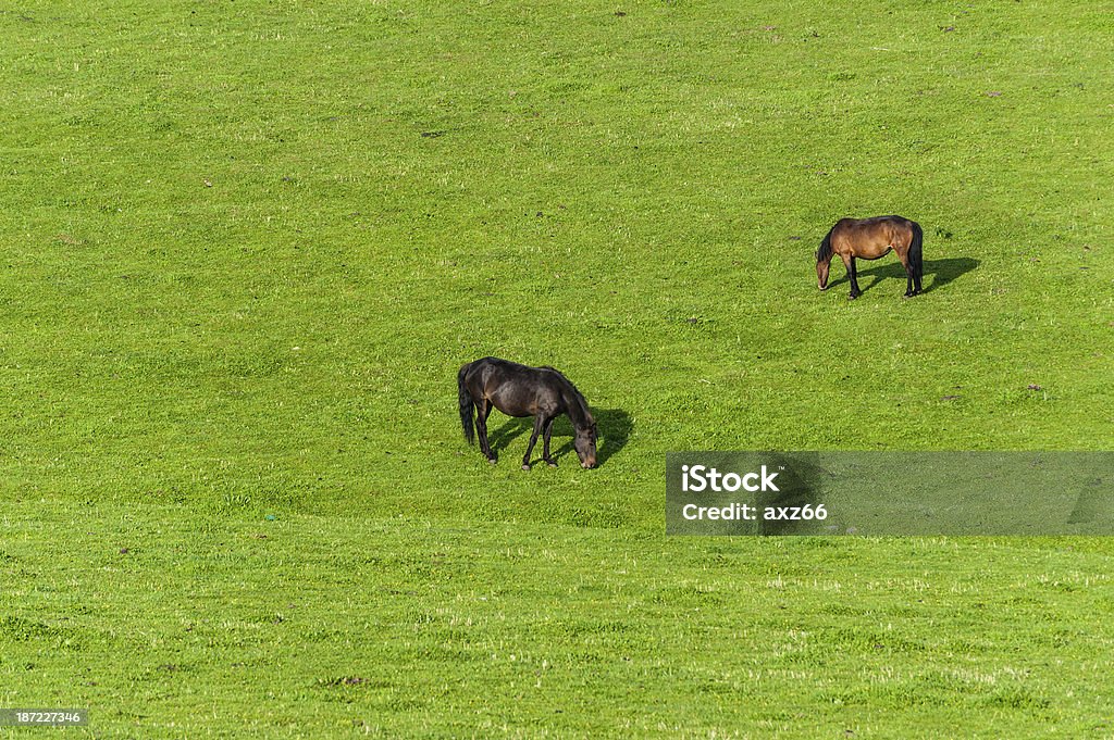 Dwa konie jeść na Pastwisko - Zbiór zdjęć royalty-free (Bez ludzi)
