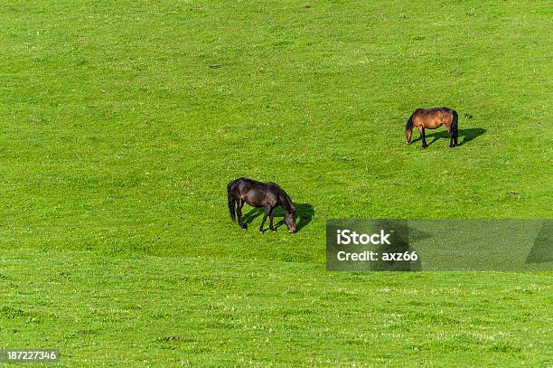 Dwa Konie Jeść Na Pastwisko - zdjęcia stockowe i więcej obrazów Bez ludzi - Bez ludzi, Chiny, Fotografika
