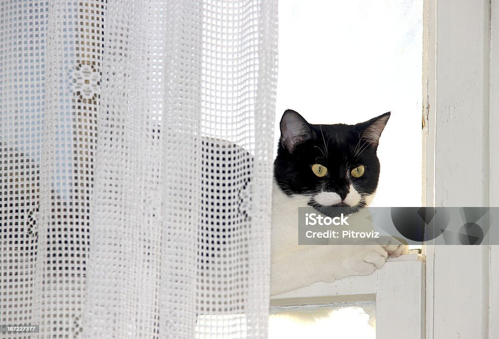 Katze am Fenster - Lizenzfrei Fenster Stock-Foto