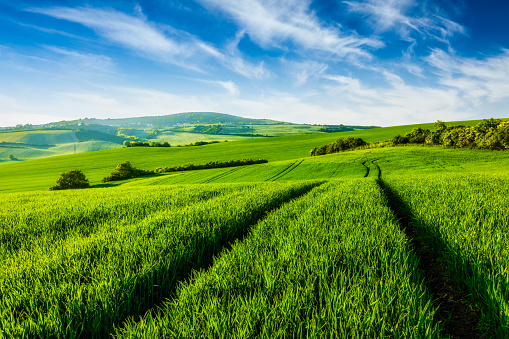 Wheat fields under a clear blue sky