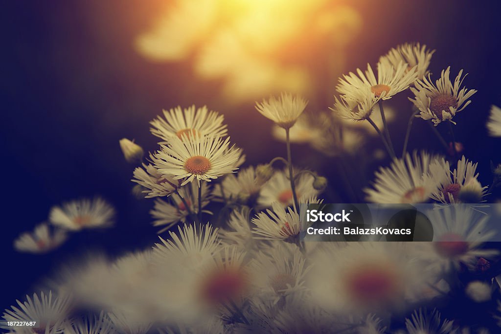 Vintage photo of wild flower in sunset Красивый - Стоковые фото Антиквариат роялти-фри