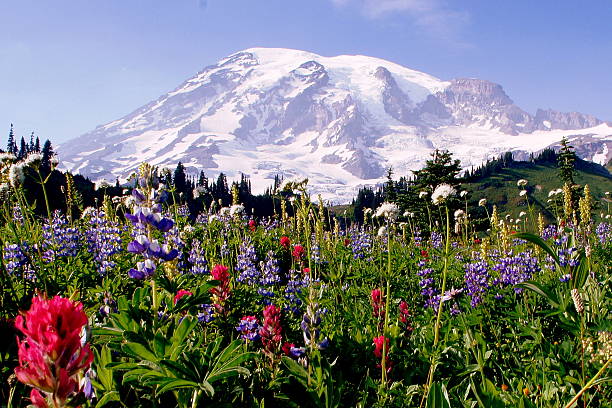 Mount Rainier Mount Rainier meadow flowers in the spring time. mt rainier national park stock pictures, royalty-free photos & images