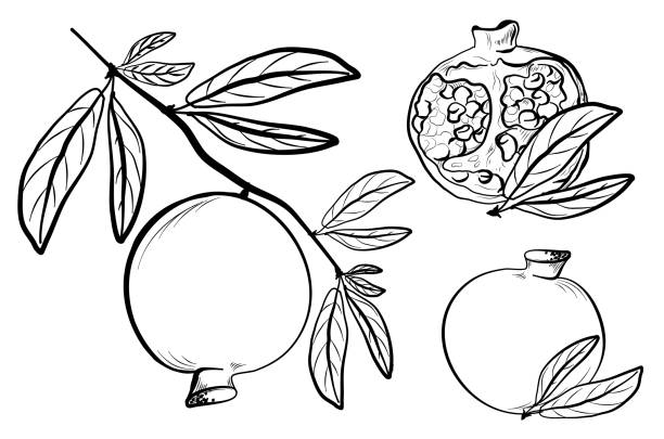 ilustrações, clipart, desenhos animados e ícones de um conjunto de frutos de romã com ilustração vetorial desenhada à mão de folhagem - illustration and painting vector sketch doodle