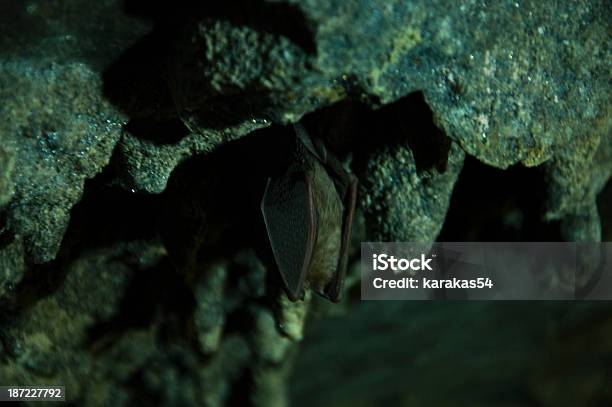 Foto de Bate e mais fotos de stock de Animal - Animal, Animal selvagem, Coleção