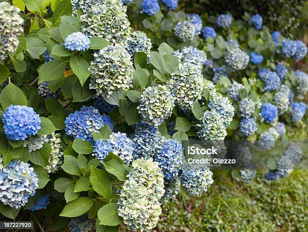 Blue Hortensie Blumen Stockfoto und mehr Bilder von Baum - Baum, Baumblüte, Bildhintergrund