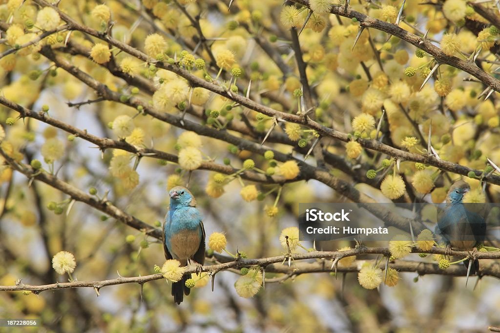 Fondo de Flores de primavera y azul Waxbills de África - Foto de stock de Amarillo - Color libre de derechos