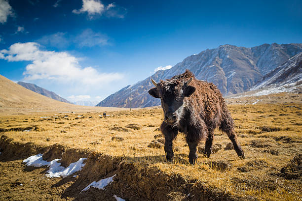 Yak at Nubra Valley Leh Ladahk India