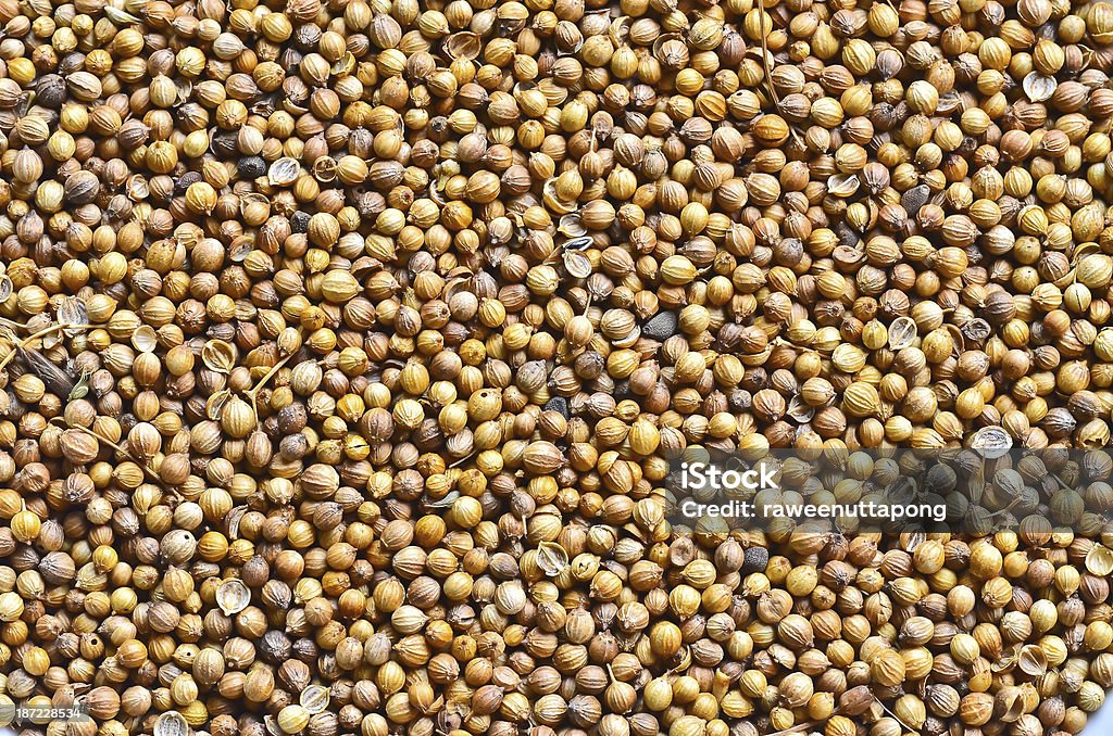 Koriander-Samen - Lizenzfrei Ausgedörrt Stock-Foto