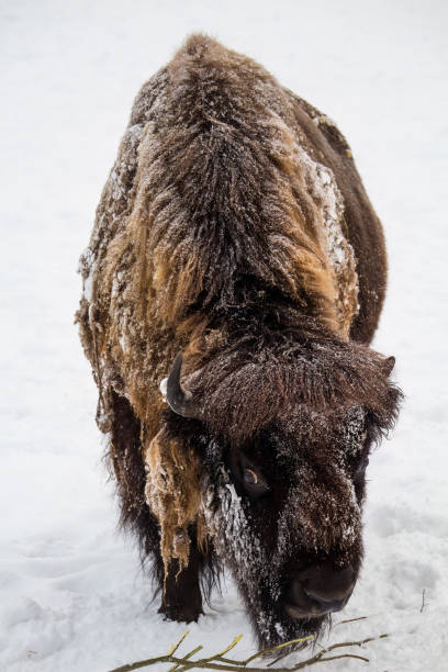 istock The American bison snowy winter 1872287160