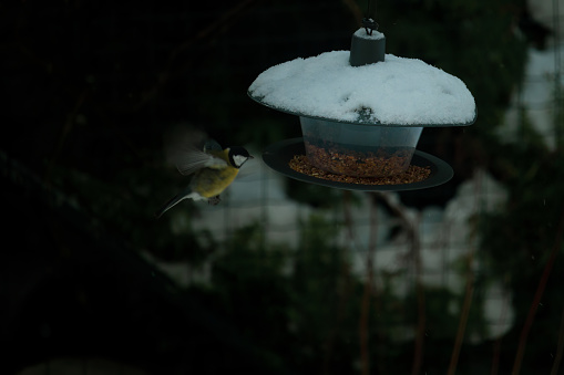 Garden bird Great Tit Parus Major eating from feeder. Care for nature, feeding birds in winter.