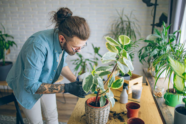 istock Man caring for his indoor plants 1872292514