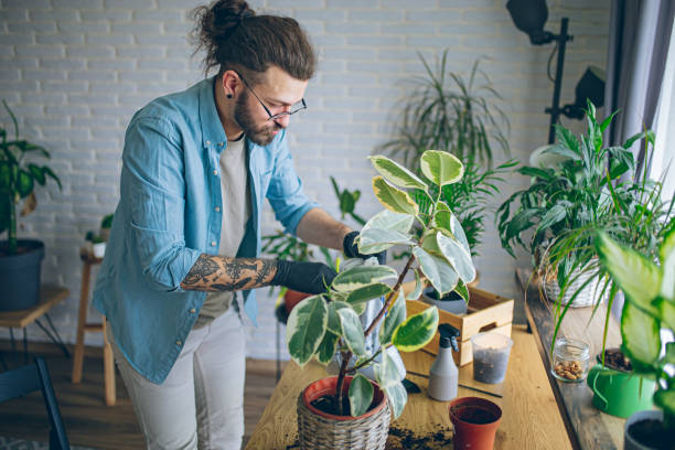 istock Man caring for his indoor plants 1872296926