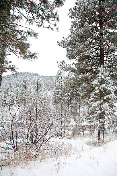 istock Christmas snow in the forest 187229897