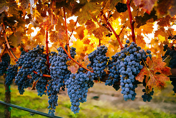 maturo uva - napa valley vineyard grape food foto e immagini stock